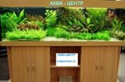 Аквариум с живыми растениями оформление дизайн