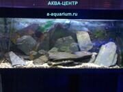 Оформление аквариума - биотоп
